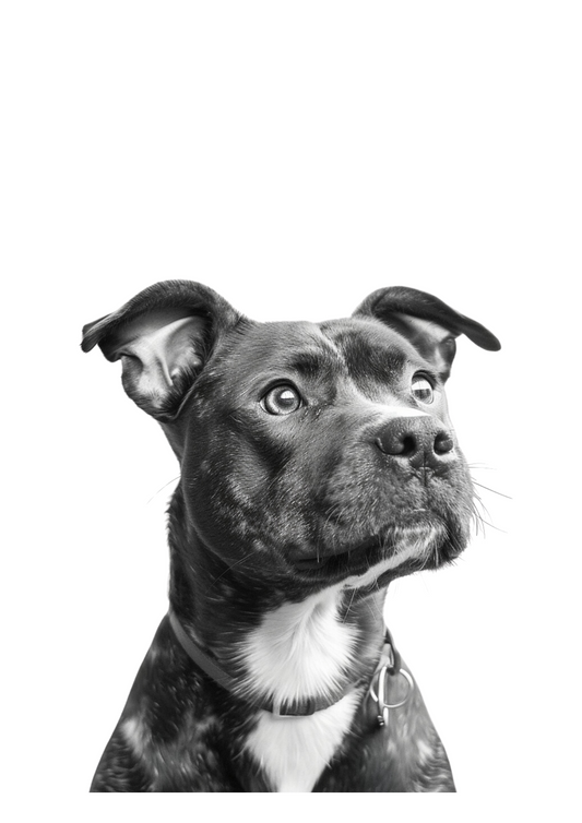 Dog Prints | Animal Prints
